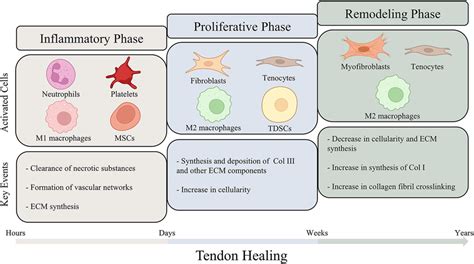 A schematic illustration of the different phases of tendon healing. The... | Download Scientific ...