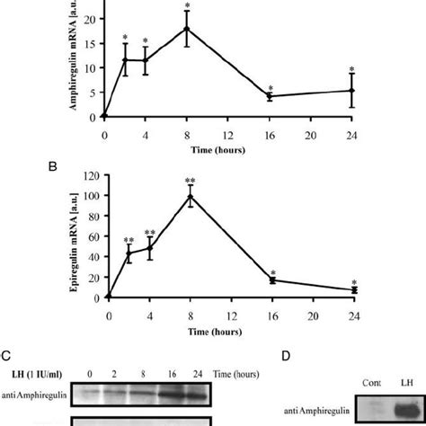 Time Dependent Expression Of Amphiregulin And Epiregulin Mrna And