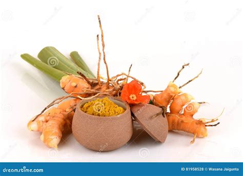 Fresh Wild Turmeric And Powder Curcuma Aromatica Salisb Herb Of