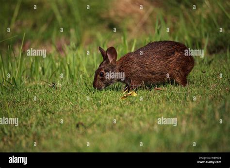 Marsh Rabbit Sylvilagus Palustris With Its Short Ears And Large Eyes In