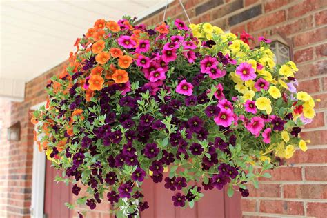 How To Grow Petunias In Containers Gardeners Path ReportWire