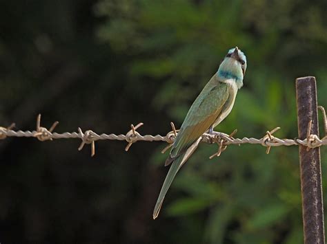 Arabian Green Bee Eater Merops Cyanophrys Amma Doux Flickr