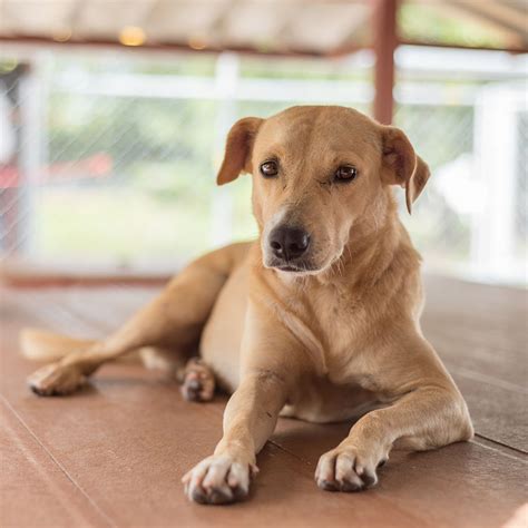 Adopt Blondie GDP | Soi Dog Foundation