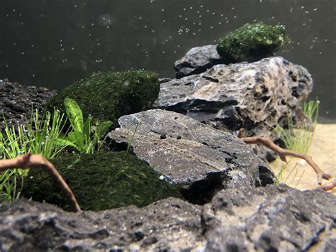 Moss On Rocks In Aquarium