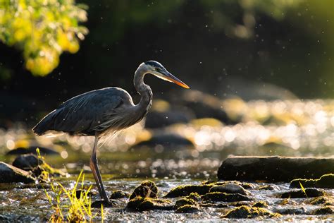 CurtisSnapshot: Ontario Wildlife Photography, Prints, & Adventure Blogs