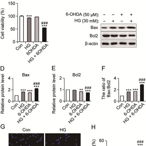 High Glucose Accelerated The Damage Effect Of 6 OHDA On Neurons In