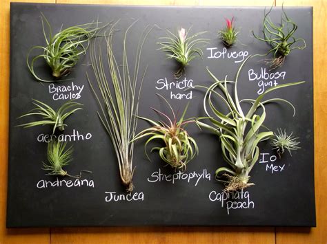 Got A Shipment Of Gorgeous Air Plants For A Couple Of Design Projects