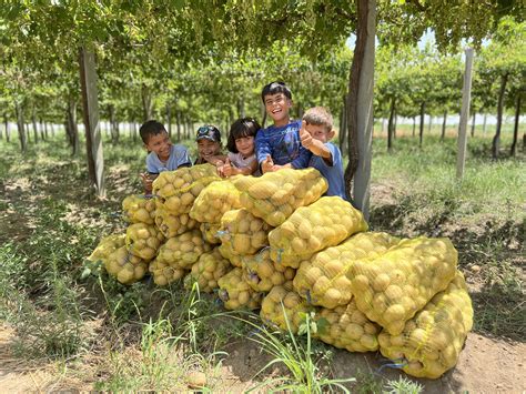 The SRTF Potato Harvest in Northeast Syria Yields 3,247 MT, Boosting