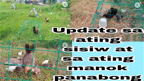 Vlog Update Sa Ating Mga Sisiw At Sa Ating Mga Alagang Manok