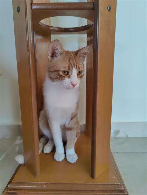 Simba's new favorite place to sit 😊 : r/catsonglass