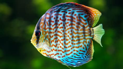 Discus Fish Popular Care Guide Overview Updated