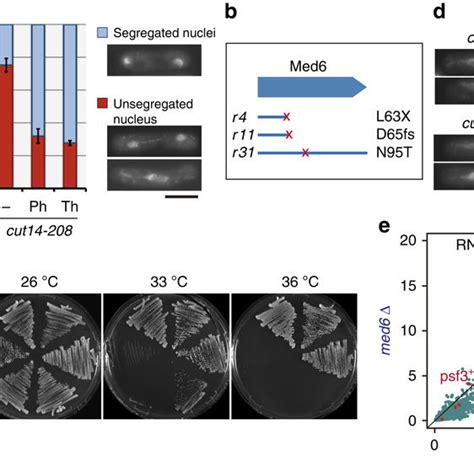 Suppression Of Chromosome Segregation Defect In Condensin Mutants By