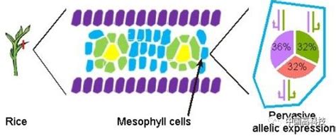 前沿科技 中科院科学家研究揭示植物中存在单等位基因表达
