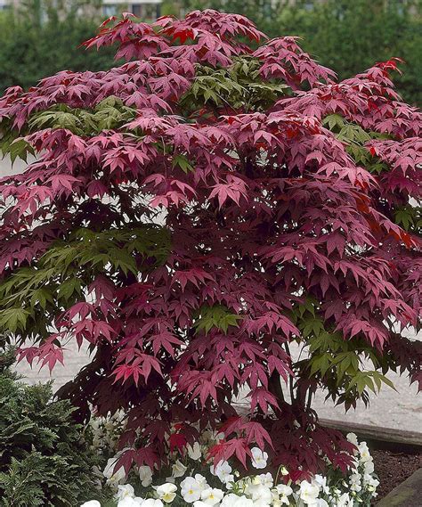 Types Of Japanese Maple Tree Statchina