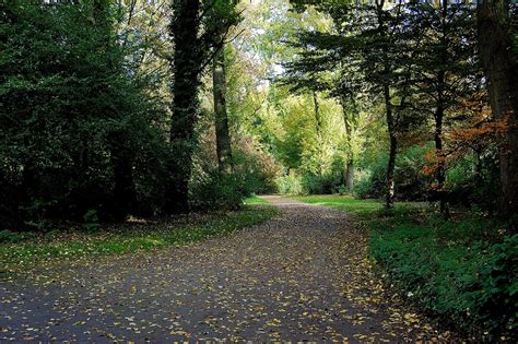 Bosque Sendero Camino Forestal Foto Gratis En Pixabay Pixabay