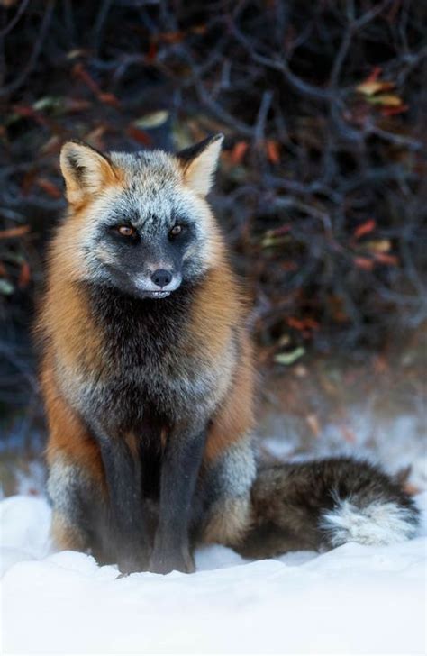 Pin On Zorros Animals Beautiful Fox Pet Fox