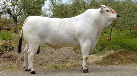 Chianina Beef Cattle Worlds Largest Domesticated Cattle Breed Youtube