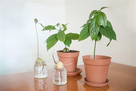 Cómo germinar un aguacate Huerto en casa