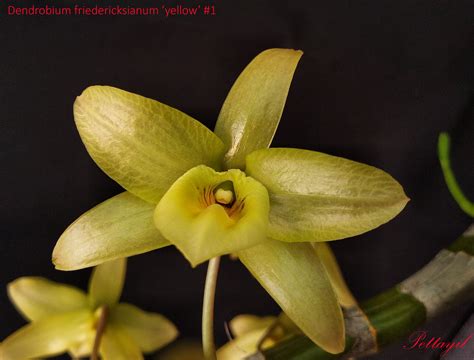 Dendrobium Yellow Song Orchid Images Lineage And Ancestry