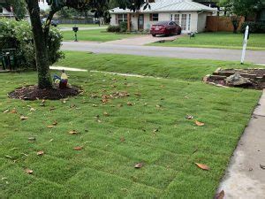 Zeon Zoysia Grass Barefoot Grass For Texas The Grass Store