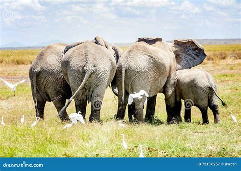 Flocken Av Elefantskydd Behandla Som Ett Barn Elefanten I Kenya Afrika