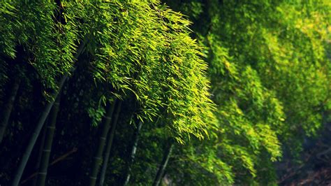 デスクトップ壁紙 日光 森林 草 ブランチ モス 緑 ジャングル 竹 雨林 秋 花 工場 フローラ 植生 生息地 自然環境 植物学 陸上植物 木質植物