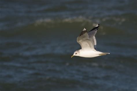 Common Gull - Larus canus - Linnaeus, 1758