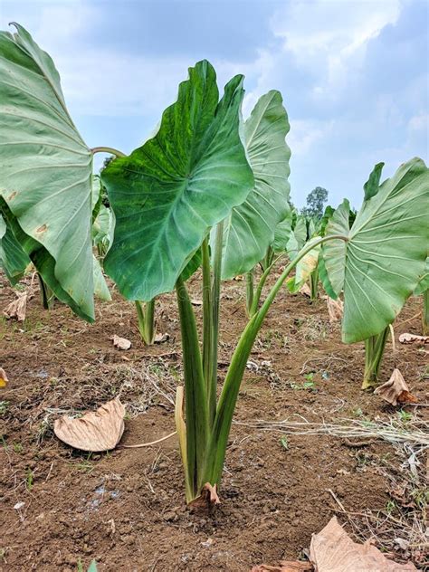 Taro Plants Stock Image Image Of Garden Harvested 238884777