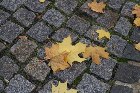 Bildet Tre Natur Gress Stein Anlegg Tekstur Blad Blomst