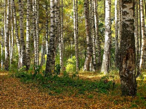 Bosque De Abedules Foto Premium