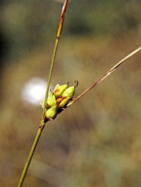 Seinet Portal Network Carex Oligosperma