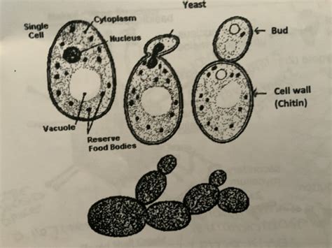 Microbe Survey Flashcards Quizlet