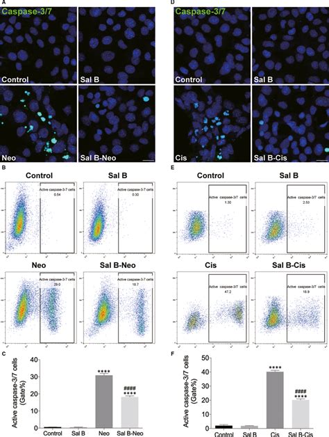 Sal B Decreased Heioc Cell Apoptosis After Neomycin And Cisplatin