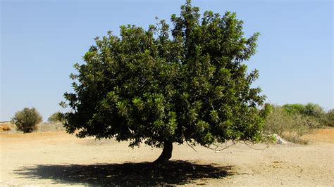 Fotos Gratis Rbol Naturaleza Campo Rural Produce Suelo