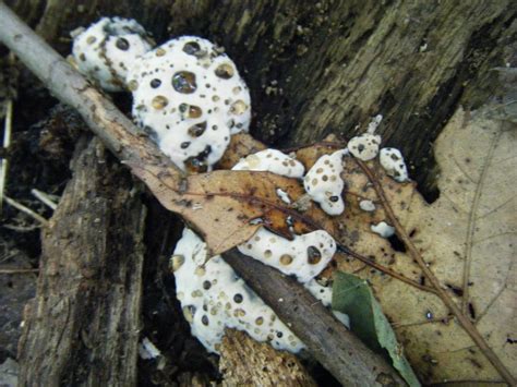 Bleeding Tooth Fungus