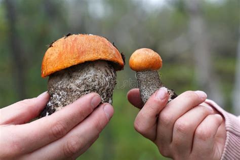 Dos Manos Sostienen Un Hongo Peque O Y Grande Grueso Y Delgado Foto