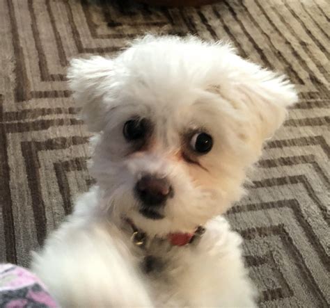 Bichon Frise Puppies For Adoption Near Me - Bleumoonproductions