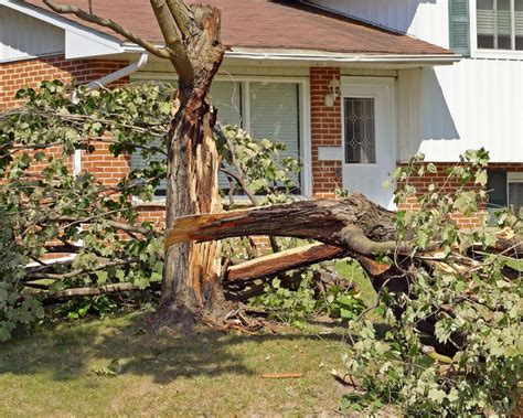 Fallen Tree, Property Damage & Who’s Responsible? | Reliable Tree Care