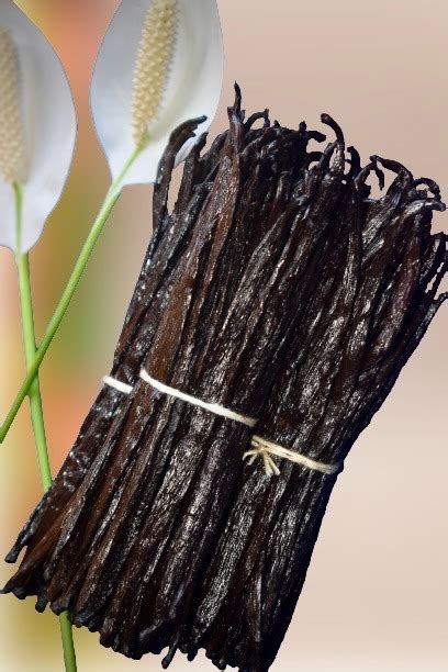 premium natural vanilla extracts orcid vanilla orcid