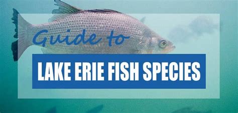 22 Lake Erie Fish Species (Updated) - Pond Informer