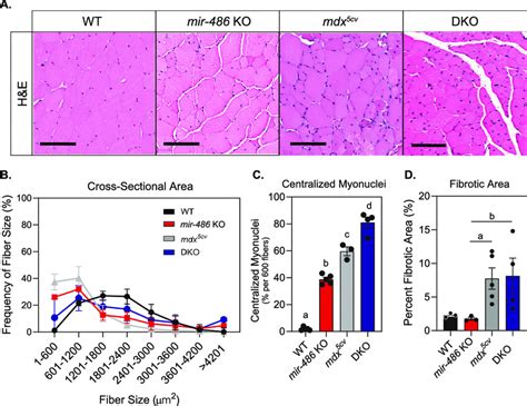 Mir 486 Knockout Mice Demonstrate Histological Defects In Skeletal