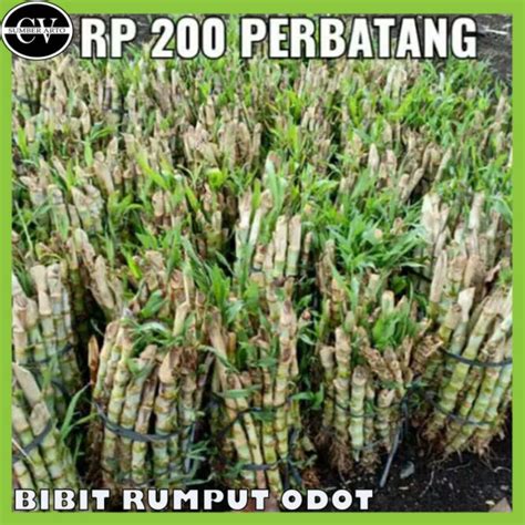 Jual Bibit Rumput Odot Pakan Ternak Kambing Dan Sapi Bibit Rumput Odot