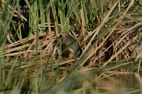 Green Heron Henderson Bird Viewing Preserve Ed Horton Flickr