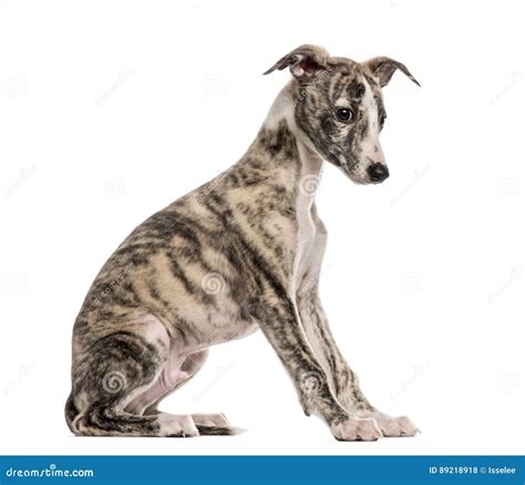 Whippet Sitting 25 Months Isolated Stock Photo Image Of Animal