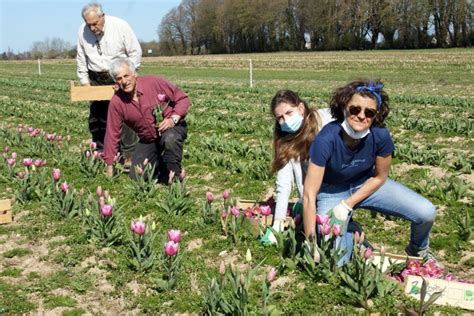 Douville en Auge les premières tulipes pour lutter contre le cancer