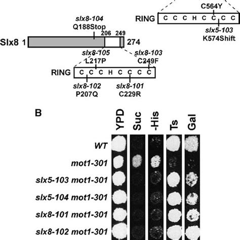 The Slx And Slx Ring Domains Are Important For Function In Vivo A