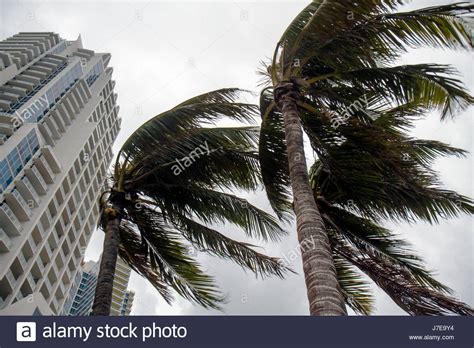 Trees Blowing Wind Hurricane Stock Photos And Trees Blowing Wind