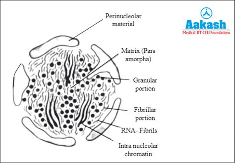 Nucleolus Definition Structure Function And Nucleus Aesl