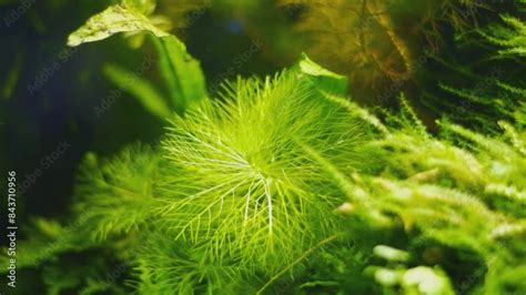 Parrot Feather Watermilfoil In Ryoboku Aquascape Design Healthy