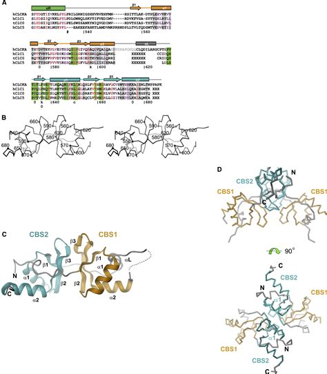 The Structure Of The Cytoplasmic Domain Of The Chloride Channel Clc Ka